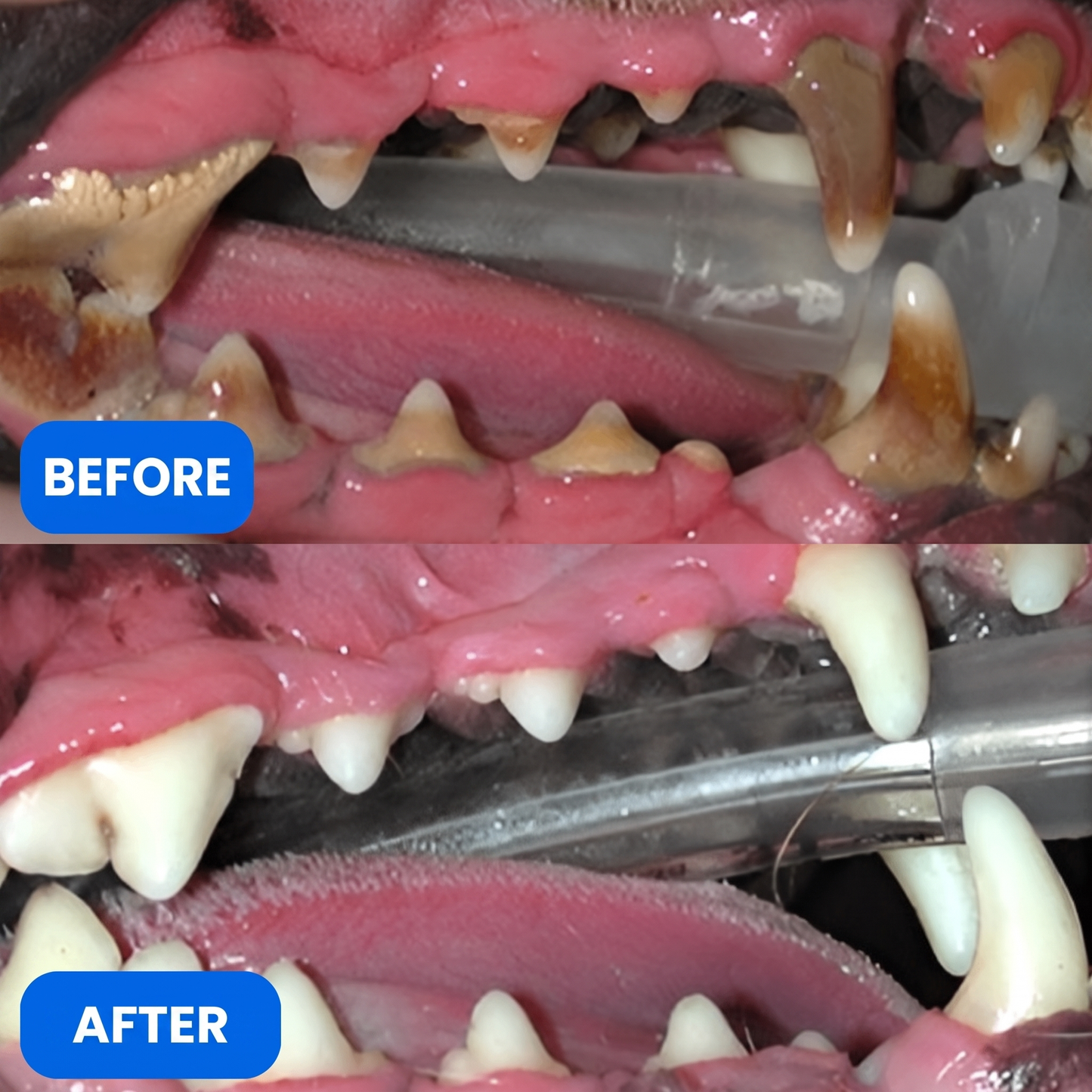 PearlyPaw™ Dog Teeth Cleaner